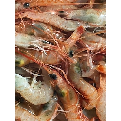 竹中水産の地海老(八幡浜産)約1キロ!【C22-269】【配送不可地域：離島】【1113599】