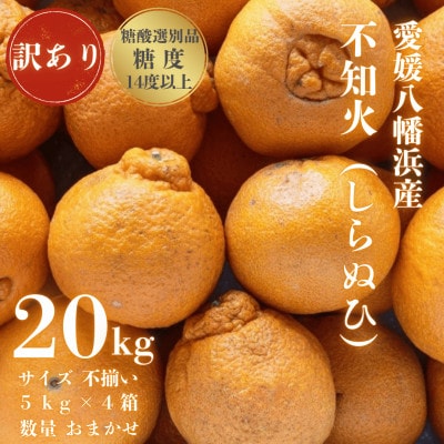 【糖度14.0以上酸1.4以下】糖酸選別品 愛媛産 訳あり不知火(しらぬひ)20kg【H20-62】【配送不可地域：離島】【1620231】
