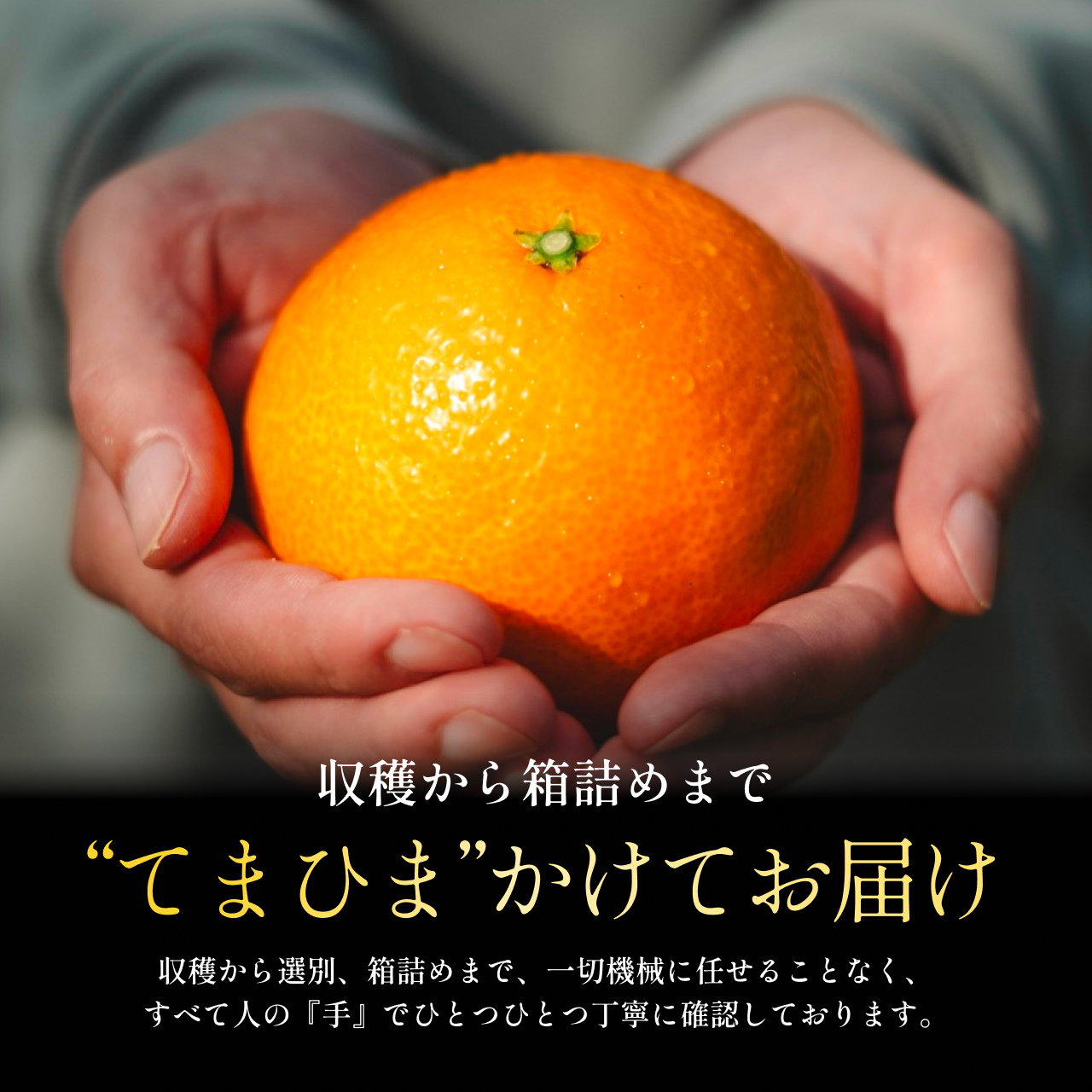 【先行受付】【紅プリンセスと同品種】「甘平×まどんな」愛果48号【10kg】【家庭用】【H70-113】【1683898】 YWTK112