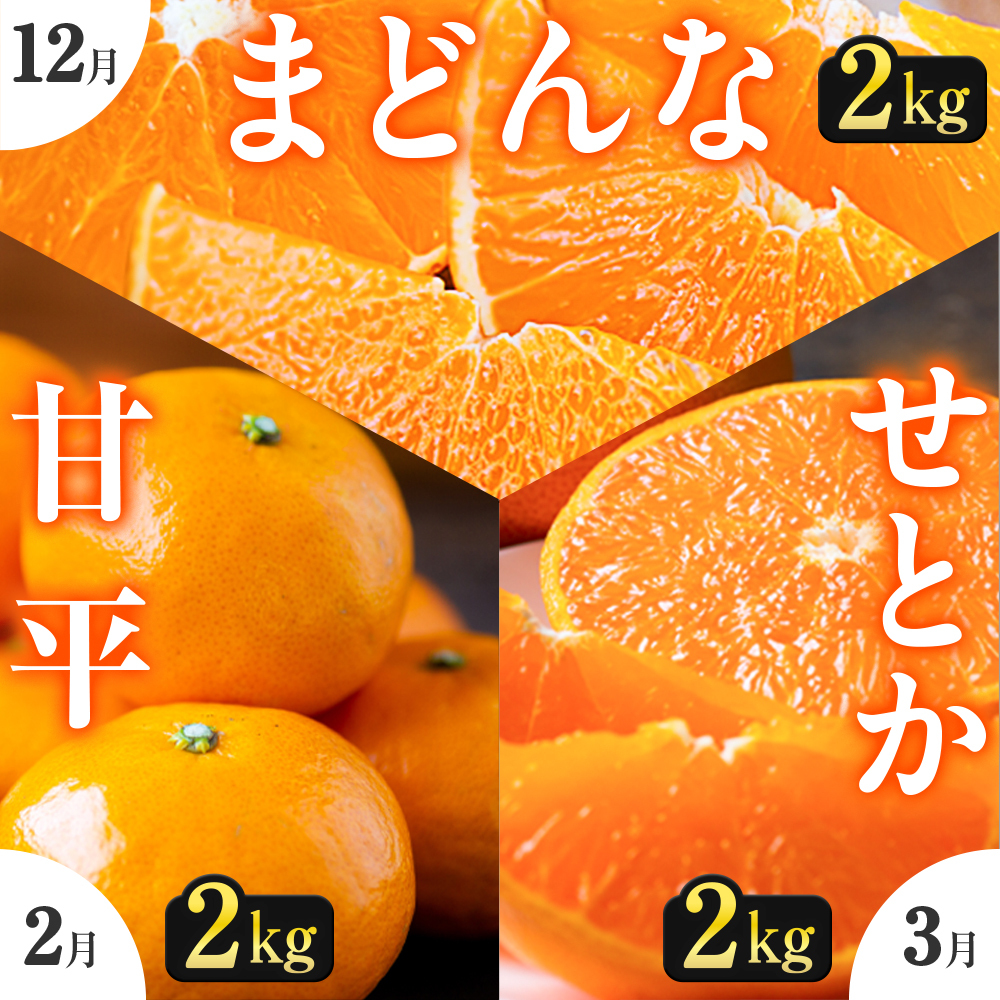 【発送月固定定期便】「こたつの上の冬物語」高級3品種　まどんな+甘平+せとか【H49-73】全3回【4056124】 YWTZ005