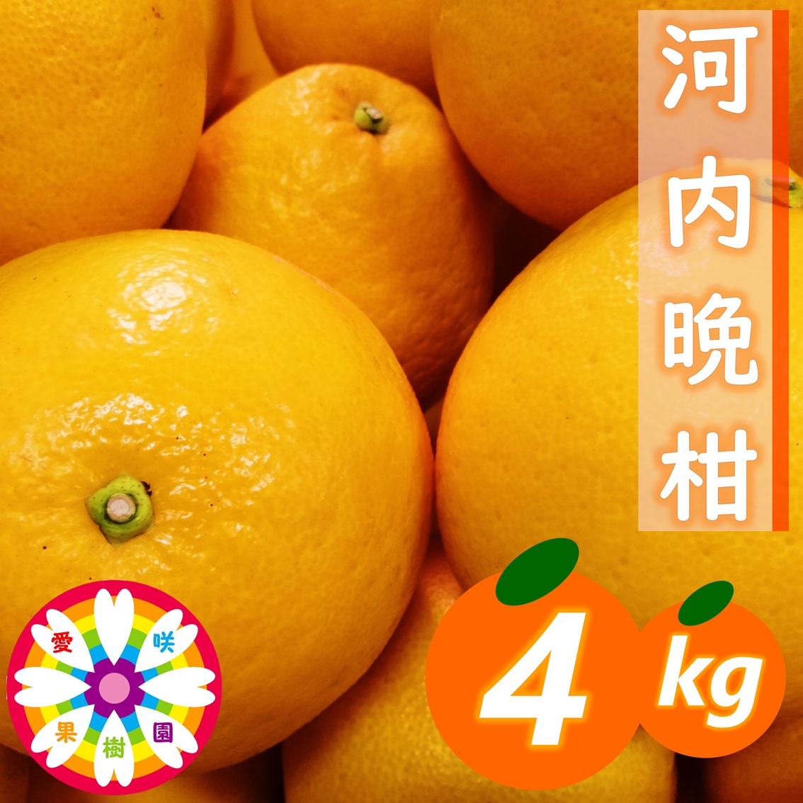 【先行受付】愛咲果樹園「河内晩柑」約4kg【71-44】YWTS068