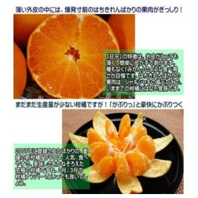 はちきれんばかりの果肉がぎっしり!愛媛県八幡浜産・甘平5kg【家庭用】【F35-17】【配送不可地域：離島・北海道・沖縄県】【1492237】