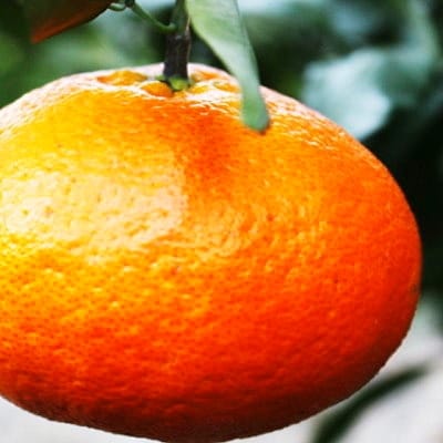 愛媛の「三大高級柑橘」の一つ!「甘平(かんぺい)」約3.5kg入【訳あり】【C28-23】【配送不可地域：離島】【1046128】