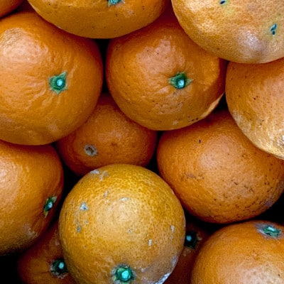 【ご家庭用】清見 4kg 愛媛県 八幡浜市 西宇和地区 柔らかい果肉【D25-364】【配送不可地域：離島】【1716964】