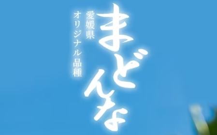 2026年11月発送開始　ぷるぷる食感!「 まどんな 」約3.5 キロ【 訳あり 】【D39-44】【配送不可地域：離島】【1419628】 YWTF022