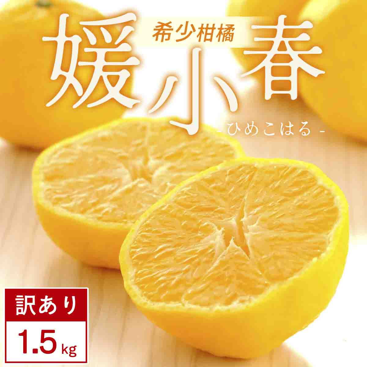 【先行受付】【訳あり】媛小春 1.5kg みかん 愛媛県 八幡浜市 西宇和地区 希少な幻の柑橘【C25-359】【1715672】 YWTAP300