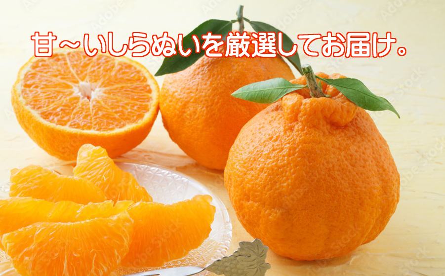 【先行受付】甘さと酸味の絶妙なバランス!はじける果肉「不知火」約3キロ【C39-74】【配送不可地域：離島】【1620480】 YWTF049