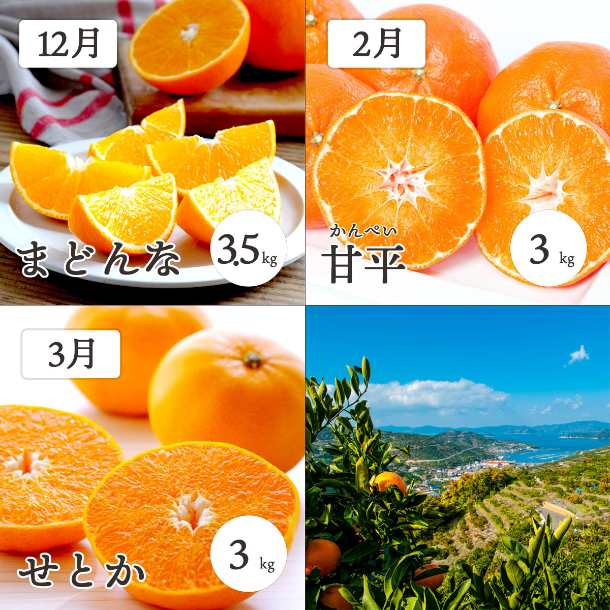 ãçºéæåºå®å®æäŸ¿ãæåªã®ææ©3åçš®ãå³éž!ãŸã©ããªã»çå¹³ã»ããšãææ©å®æäŸ¿ãG25-163ãå
š3åYWTAP105