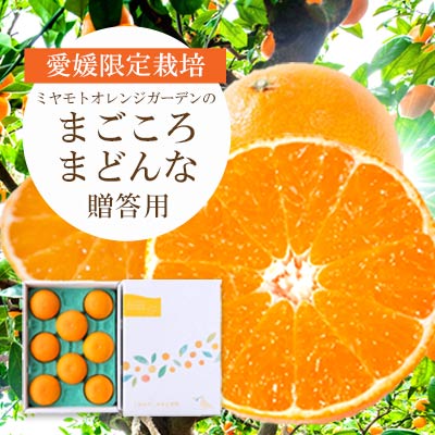 【先行受付】紅まどんなと同品種 愛媛果試28号 ギフトボックス入り6～8個【D25-91】【1346971】 YWTAP046