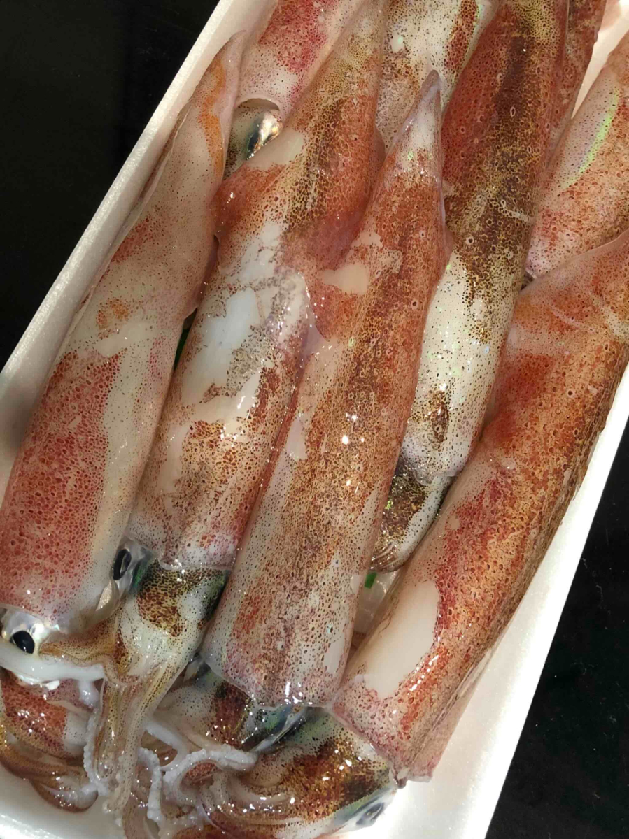 【冷凍便】八幡浜発!「白イカ(剣先イカ)」ドカーンと1.5kg!【D22-217】【配送不可地域：離島】【1043152】 YWTM035