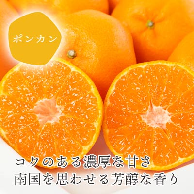 【先行受付】愛媛の新春柑橘 芳醇な香りのポンカン5kg【D25-124】【1248058】 YWTAP067
