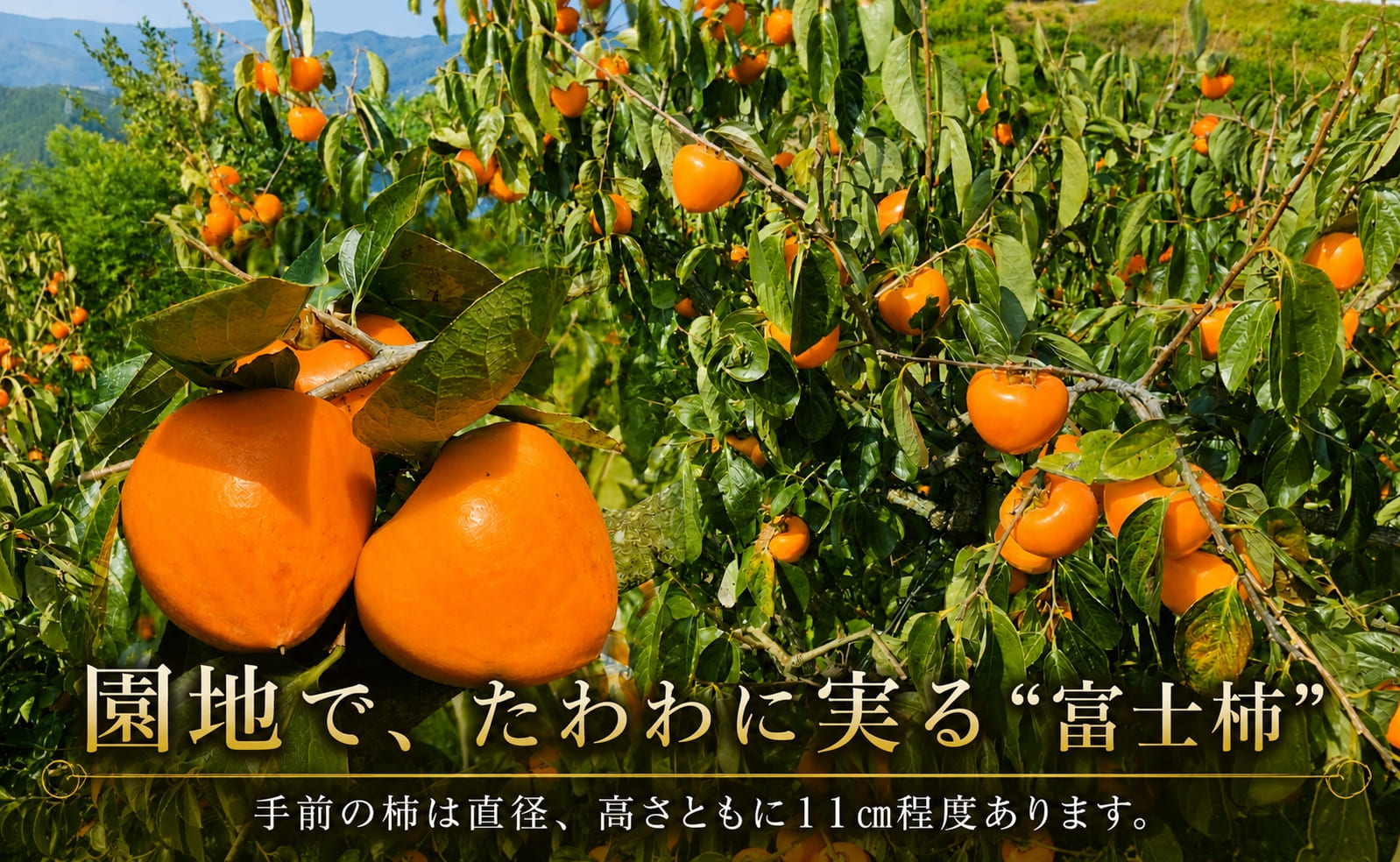 ãå
è¡åä»ãçãã«ããã³ãªæ¥æ¬æå€§çŽã®æ¿ãå¯å£«æ¿ãçŽ5ãã ãD39-15ããé
éäžå¯å°åïŒé¢å³¶ã»åæµ·éã»æ²çžçãã1236930ã YWTF007