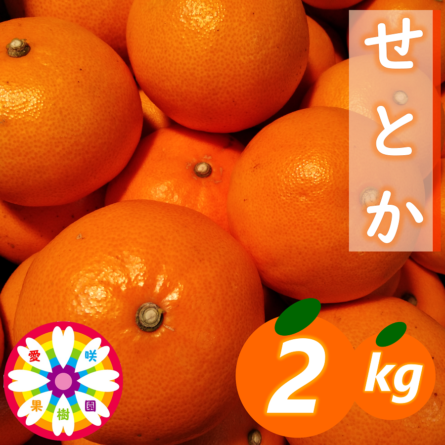 【先行受付】愛咲果樹園「せとか」約2kg【C71-22】【1598822】 YWTS018