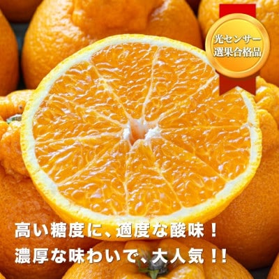 【糖度14.0以上酸1.4以下】糖酸選別品 愛媛産 訳あり 不知火(しらぬひ)5kg【C20-64】【配送不可地域：離島】【1620236】