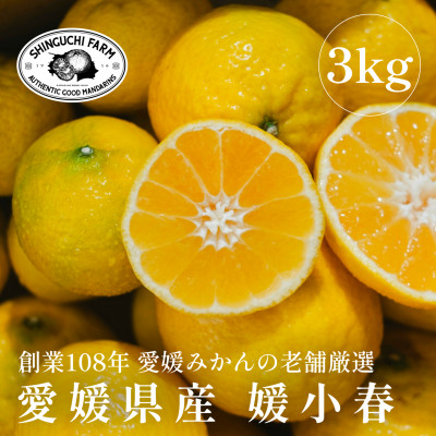 【黄色いのに驚きの甘さ】媛小春 3kg【老舗農家厳選】【E70-61】【1592112】