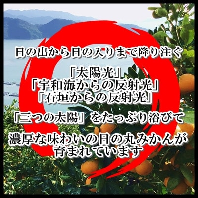 日の丸みかん「ゴールド千兩」3kg　サイズLまたはM/約25〜35個/光センサー【D79-2】【1452024】