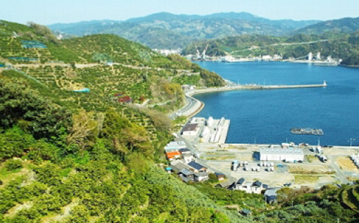 å°ææåã®å®®å
ãããã(çŽ5kg)ãC24-19ãã1124425ã