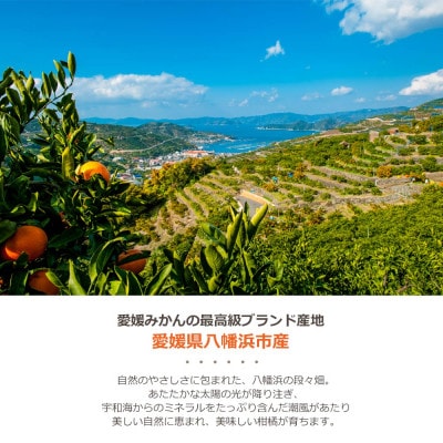 ゲル化剤・pH調整剤不使用!愛媛産 河内晩柑寒天ゼリー 30本セット【H25-239】【1630027】