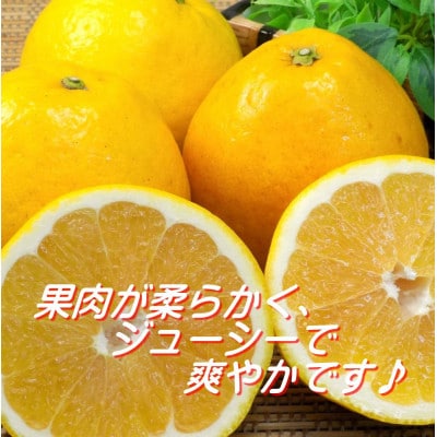 2026年4月〜順次出荷　爽やかでみずみずしい!初夏のジューシー「河内晩柑」約5キロ【C39-81】【配送不可地域：離島】【1639646】