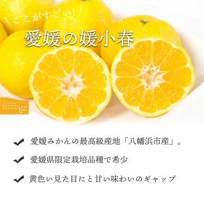 最高級みかん 媛皇 媛小春 4kg 愛媛県 八幡浜市 希少な幻の柑橘 黄色【H25-321】【1714065】
