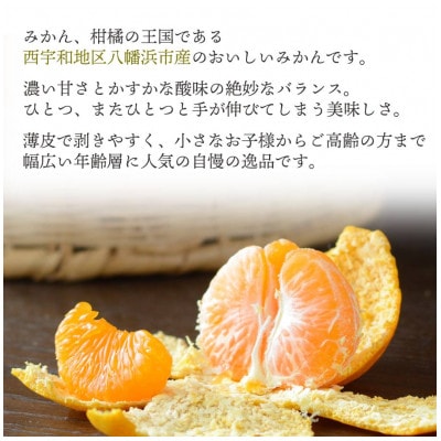 西宇和地区八幡浜産 愛媛みかん【贈答用】15個入り のし付き【C25-167】【1536565】