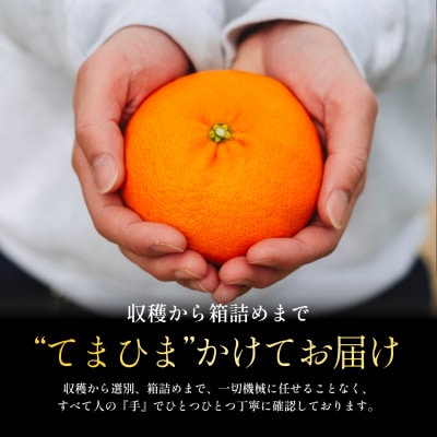 太陽の恵みがギュッと凝縮!【甘平5.5kg】弾ける甘さとシャキッと食感!【G70-144】【1688645】