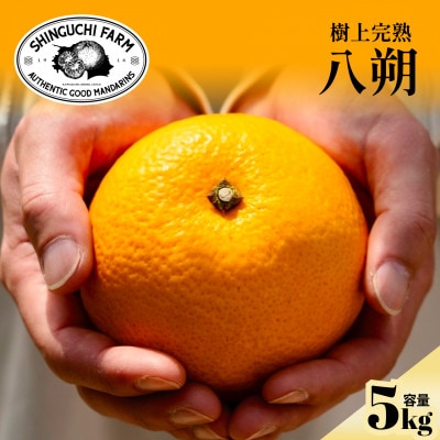 【大人の味わい】八朔 5kg『さっぱりとした甘みとほろ苦さ』【C70-28】【1470659】