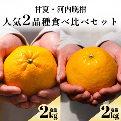 甘夏+河内晩柑 愛媛人気2品種食べ比べ【各2kg】【D70-134】【1684484】