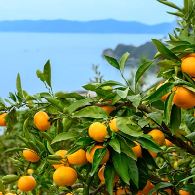 真穴産みかんジュース「SUNSUN」【A18-10】【1512798】