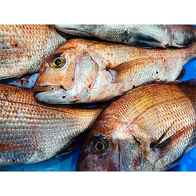 ç«¹äžæ°Žç£ã®ããåºèº«çšå€©ç¶çé¯ãçŽ2ããã»ãã!(倧ãäžãå°æ··:1ã3æ)ãD22-263ããé
éäžå¯å°åïŒé¢å³¶ã»åæµ·éã»æ²çžçãã1075515ã