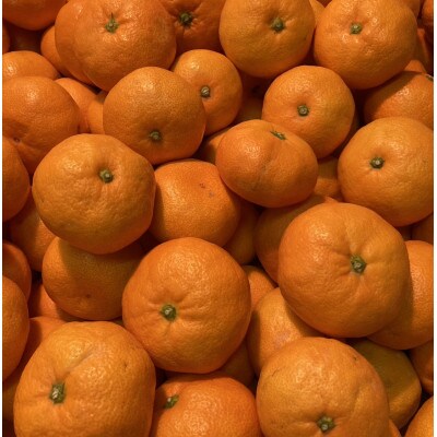 【ご家庭用】横ちゃんちの南柑20号 約10kg【C84-8】【1552439】