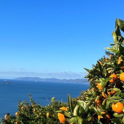 【トロッととろける果実】【訳あり】清見タンゴール 5kg【C83-16】【1549106】