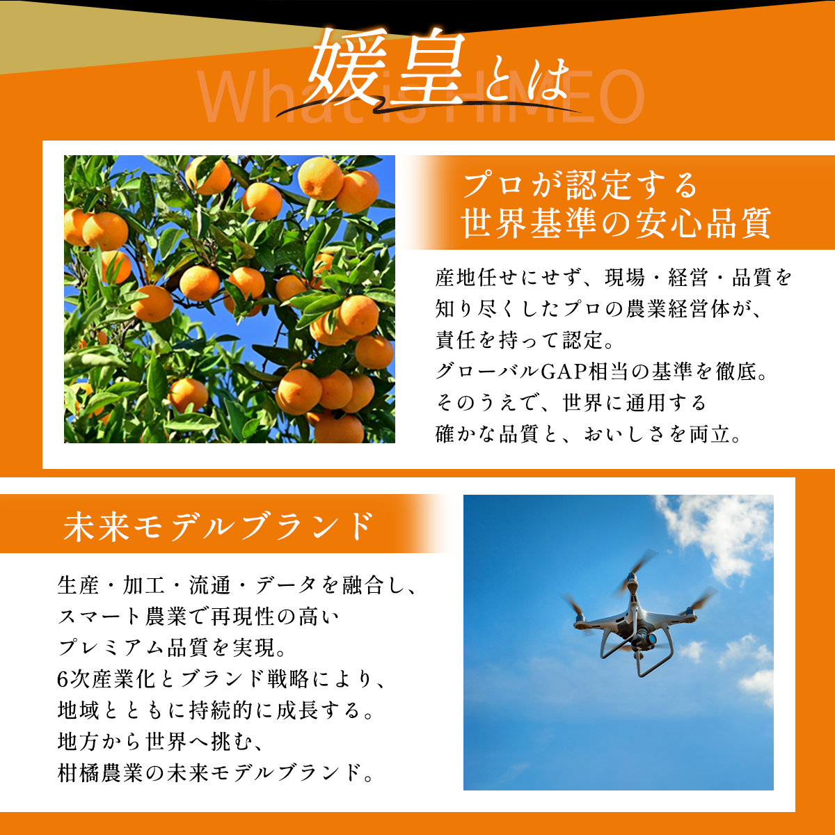 最高級みかん 媛皇 清見 2kg 愛媛県 八幡浜市 西宇和地区 柔らかい果肉【D25-348】【配送不可地域：離島】【1716845】 YWTAP289