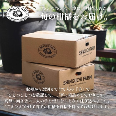 【皮が薄くて種が少ない】璃の香グリーンレモン 2kg 愛媛県産【A70-67】【1615798】