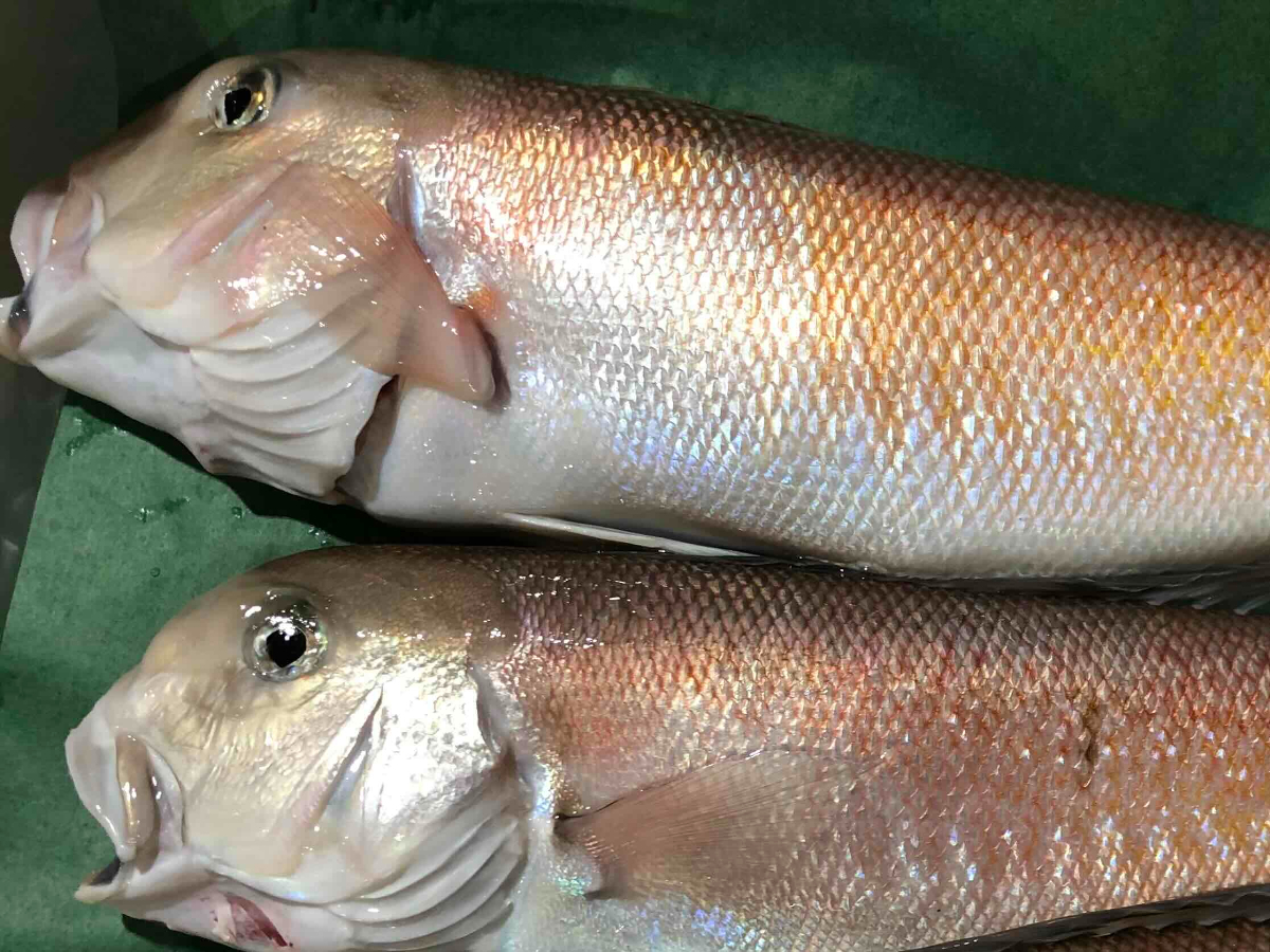 遶ケ荳ュ豌エ逕」縺ョ縲檎曝魃(襍、蜿医ッ逋ス)1.5繧ュ繝ュ蜑榊セ後阪食22-261縲代宣埼∽ク榊庄蝨ー蝓滂シ夐屬蟲カ繝サ蛹玲オキ驕薙サ豐也ク逵後代1075513縲 YWTM079