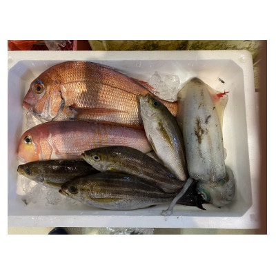 八幡浜発【有田鮮魚店オリジナル鮮魚ボックス】【F93-1】【配送不可地域：離島・北海道・沖縄県】【1651391】