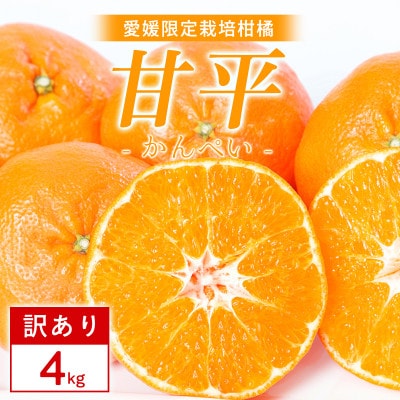 【訳あり】甘平 4kg 愛媛県 八幡浜市 西宇和地区 扁平で濃い味【E25-334】【1714526】