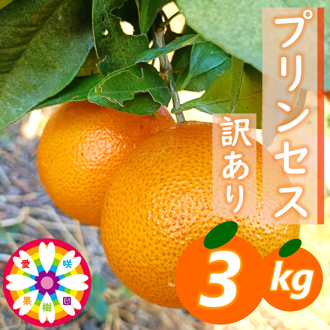 【先行受付】愛咲果樹園「プリンセス（愛果48号）」 紅プリンセスと同品種 訳あり 約3kg【C71-35】【1718250】 YWTS031