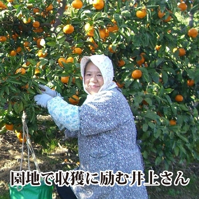 MãSãµã€ãºã§ãå±ãã»æ¿åãªå³ãã! äºäžèŸ²åãåæ20å·ãçŽ5kg ãC39-12ãã1245424ã