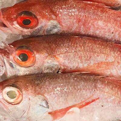 八幡浜発! 竹中水産の「ノドグロー匠の天日干し」1kg前後【H22-218】【配送不可地域：離島】【1045483】