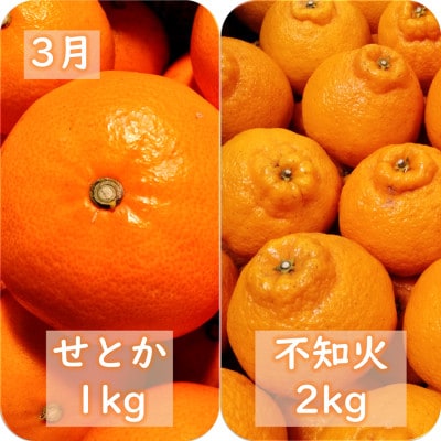【発送月固定定期便】愛咲果樹園「春の柑橘定期便」(3月〜5月)【G71-33】全3回【4069716】