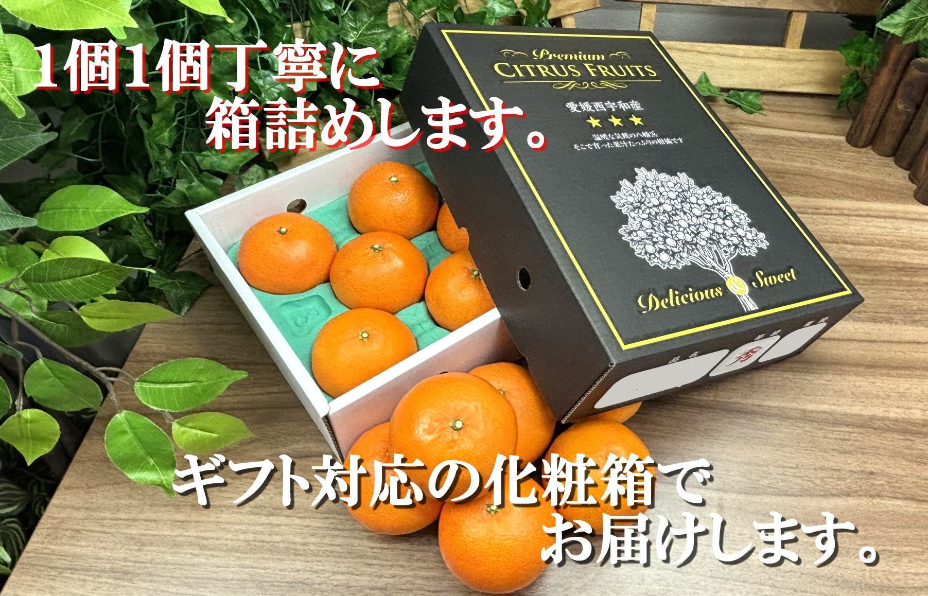 2027年2月〜順次出荷　柑橘の大トロ「せとか」約2kg 【C39-55】【配送不可地域：離島】【1462367】 YWTF030