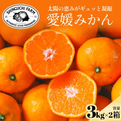 【太陽の旨みがギュッと凝縮】愛媛みかん3kg×2箱 農家直送 愛媛県川上産【D70-32】【1536240】