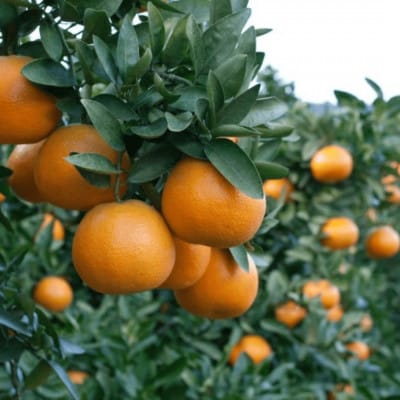 ãçœããéŠããšæãããžã¥ãŒã·ãŒãªæèãæåªå
«å¹¡æµç£ å®®å
äŒäºæ 10kgãD20-6ãã1094591ã