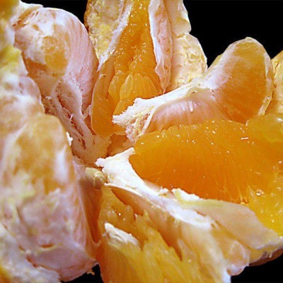 愛媛県産みやうちいよかん【訳あり】10kg【E35-31】【1609732】