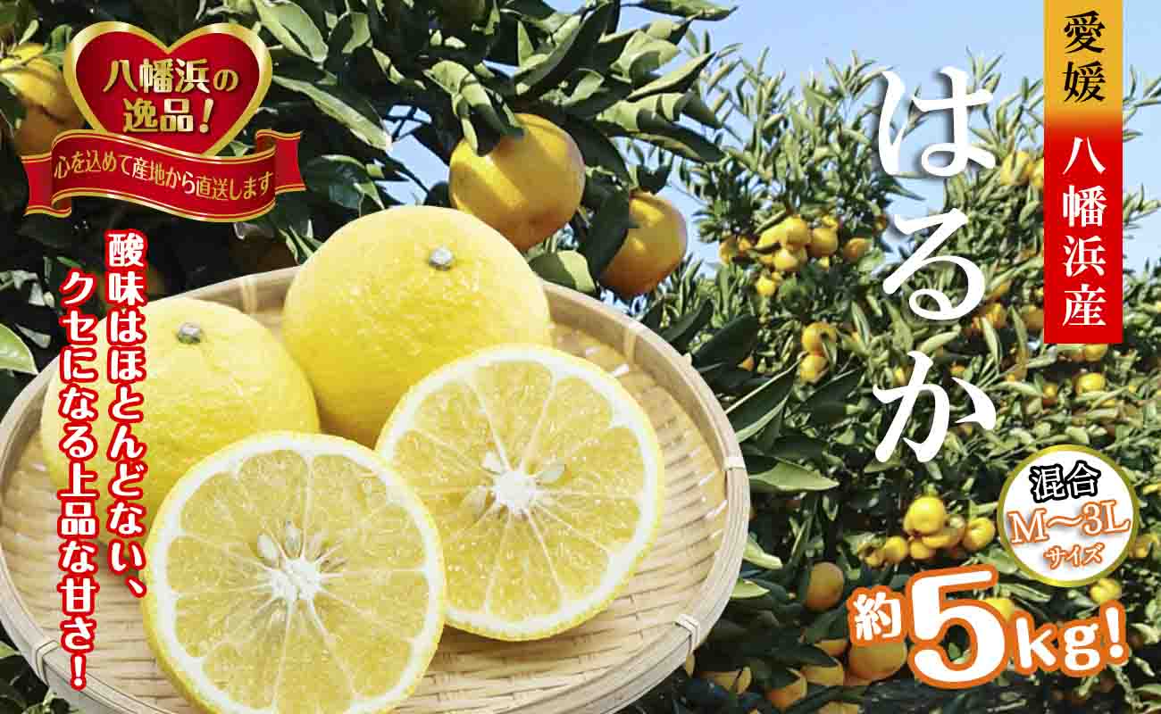 【先行受付】ジューシーな甘さ!「はるか」約5キロ　【C39-7】【配送不可地域：離島】【1280653】 YWTF002