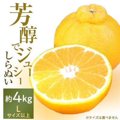 「芳醇」八幡浜産しらぬい約4kg【C28-7】【1119942】