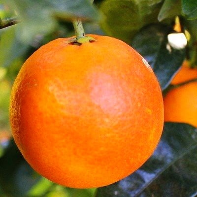 ã€ã¿ãªã¢åç£ã»çŽ
è²ã®æå®!ããã©ãããªã¬ã³ãžã3.5kgå
¥ãC28-19ããé
éäžå¯å°åïŒé¢å³¶ãã1069945ã