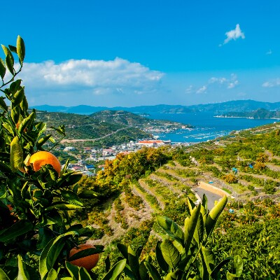 ミヤモトオレンジガーデンの「自然のめぐみジュース(180ml×12本)(家庭用)」【D25-3】【1228226】