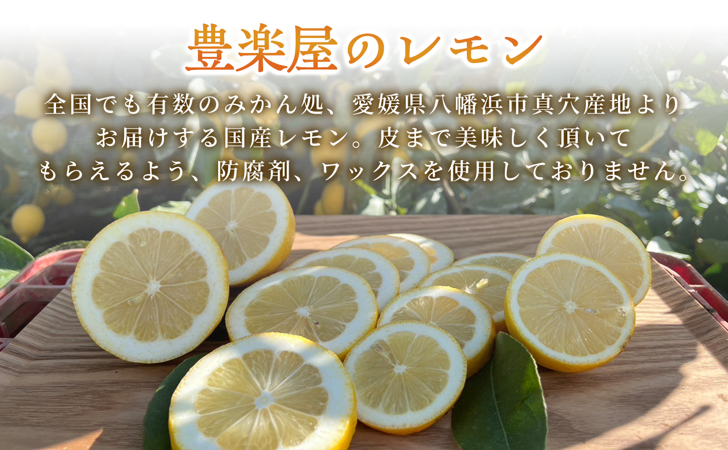 【先行受付】【防腐剤・ワックス不使用で安心】真穴産地直送の国産レモン 3kg(2Lサイズ 大玉)【C98-7】【1711280】 YWTBU007